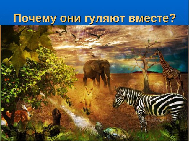 Презентация на тему "Путешествие по материкам"