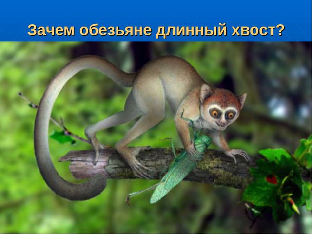 Презентация на тему "Путешествие по материкам"