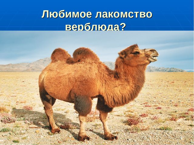 Презентация на тему "Путешествие по материкам"