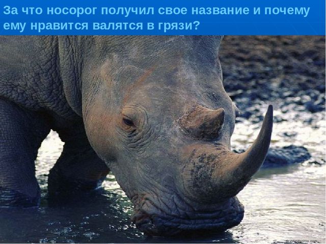 Презентация на тему "Путешествие по материкам"
