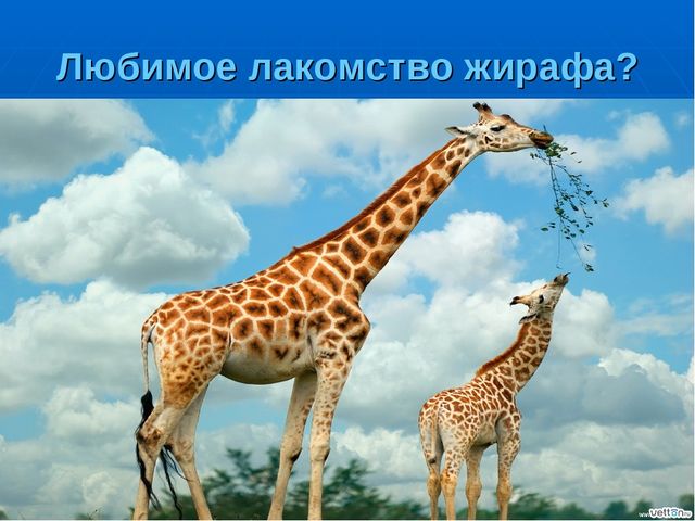Презентация на тему "Путешествие по материкам"