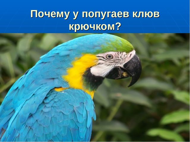 Презентация на тему "Путешествие по материкам"