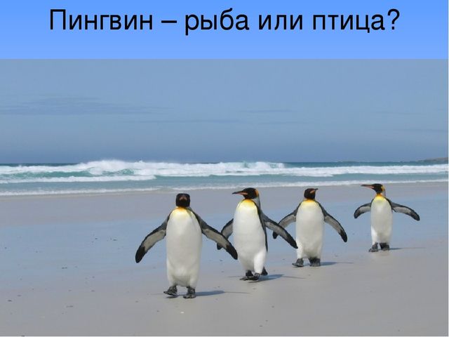 Презентация "В поисках Красной книги"