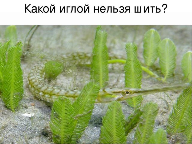 Презентация "В поисках Красной книги"