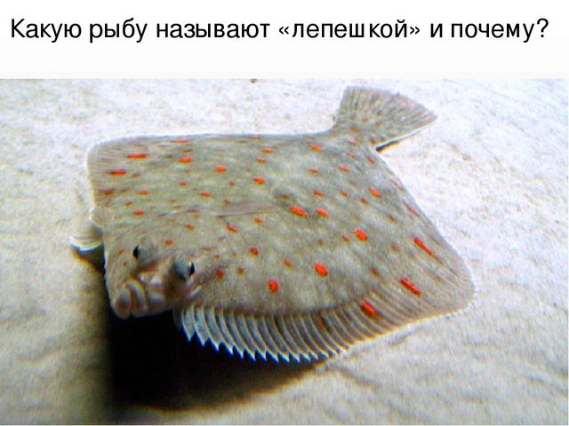 Презентация "В поисках Красной книги"