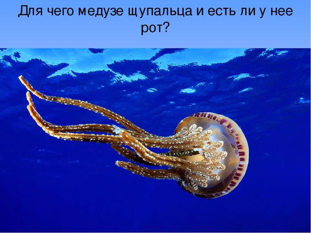 Презентация "В поисках Красной книги"