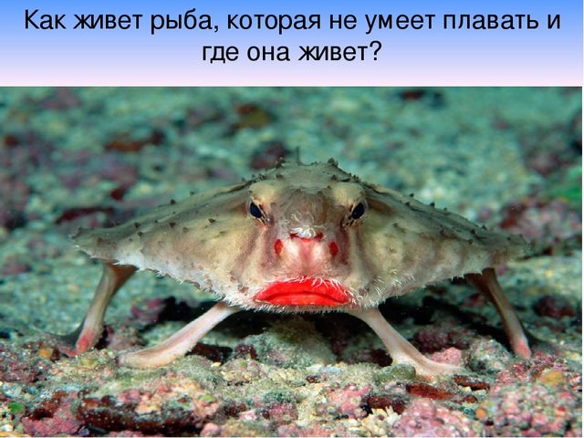 Презентация "В поисках Красной книги"