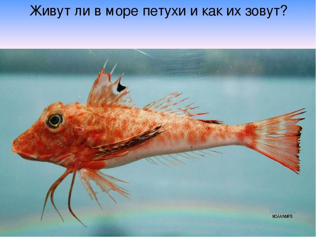 Презентация "В поисках Красной книги"