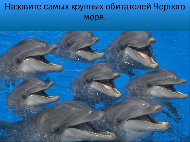 Презентация "В поисках Красной книги"
