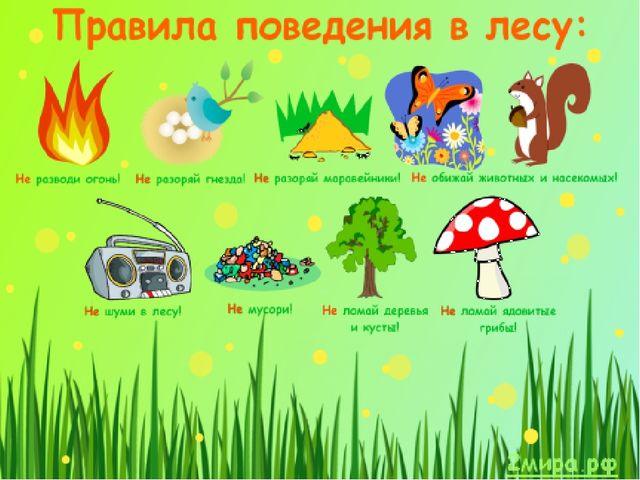 Развлечение для старшей группы "Юный турист"