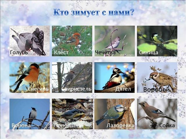 Презентация к ООД "Зимующие птицы"