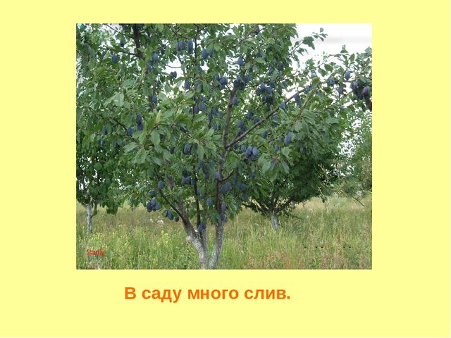 Презентация. Короткие рассказы для пересказа «Осень»