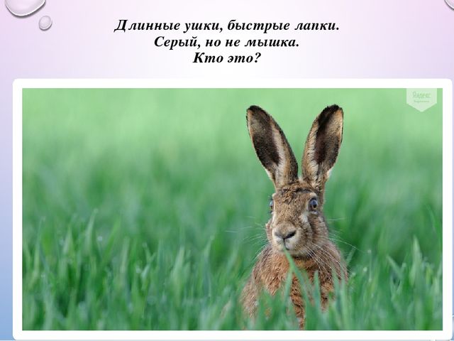 Презентация из цикла дикие животные
