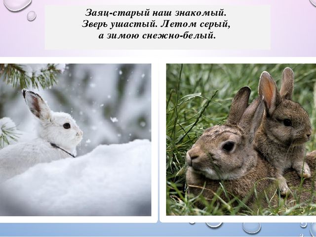 Презентация из цикла дикие животные