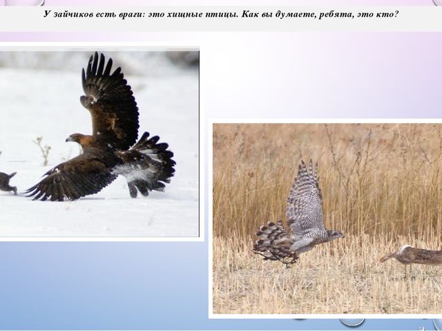 Презентация из цикла дикие животные