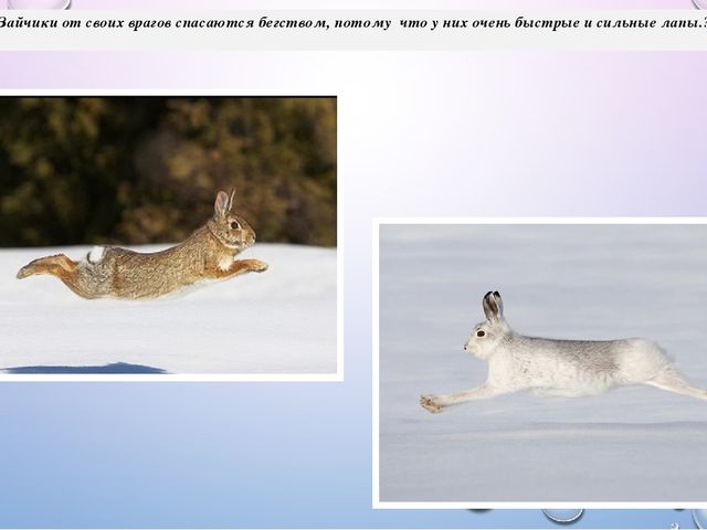 Презентация из цикла дикие животные