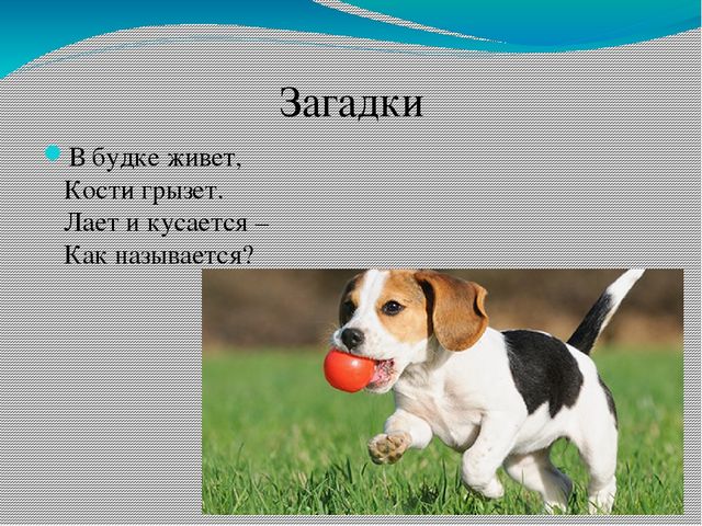 Костя жив. Веселый щенок громко косточку грызет. Рифма веселый щенок громко косточку грызет. Веселый щенок громко косточку. Потешка веселый щенок громко косточку грызет.