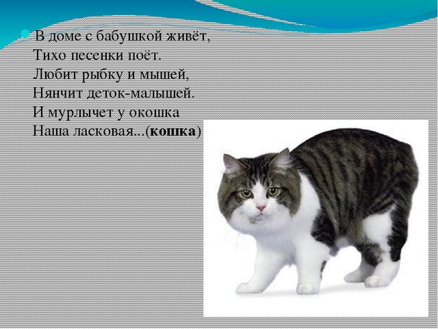 Презентация для детей младшего возраста "Дикие и домашние животные"