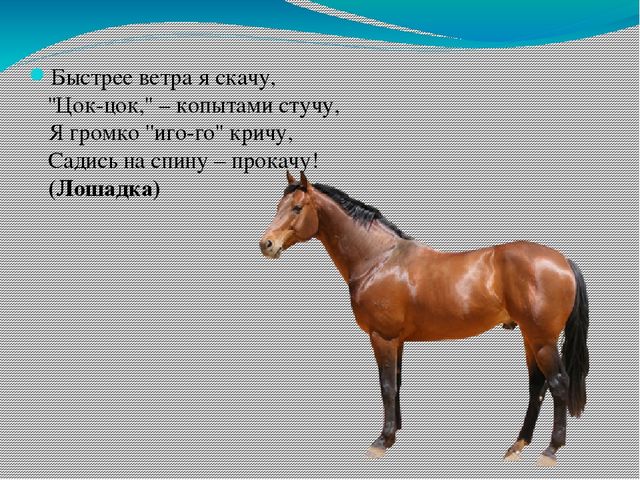 Цок цок у него появилась. Быстрее ветра. Быстрее ветра я скачу. Цок цок. Цок цок цок копытами.