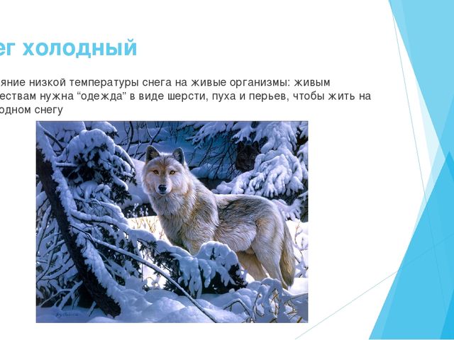 Презентация на тему "Экологические знания-первое представление о мире" старший возраст.