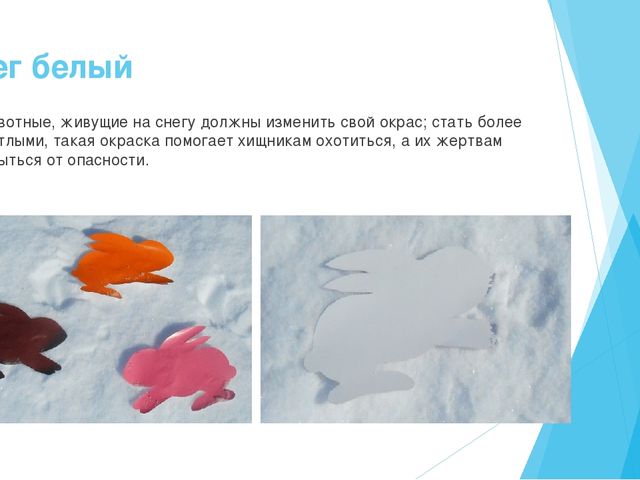 Презентация на тему "Экологические знания-первое представление о мире" старший возраст.
