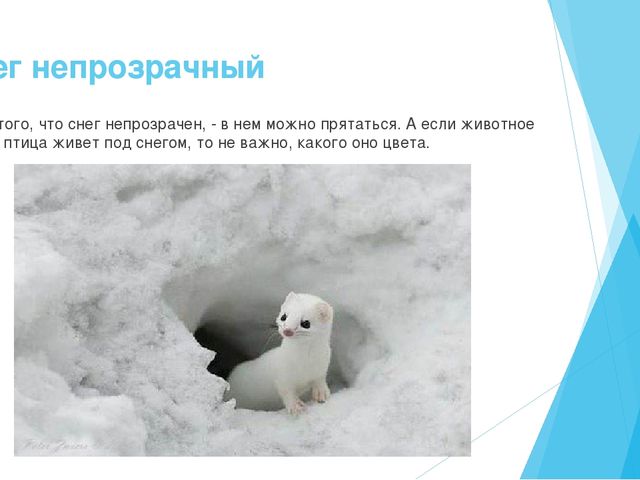 Презентация на тему "Экологические знания-первое представление о мире" старший возраст.
