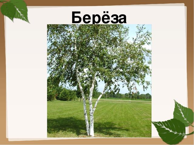 Презентация для старшей группы "Деревья"