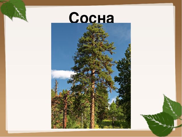 Презентация для старшей группы "Деревья"