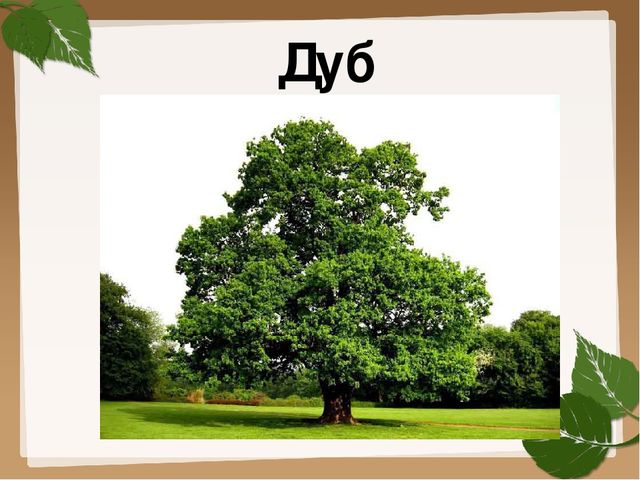 Презентация для старшей группы "Деревья"