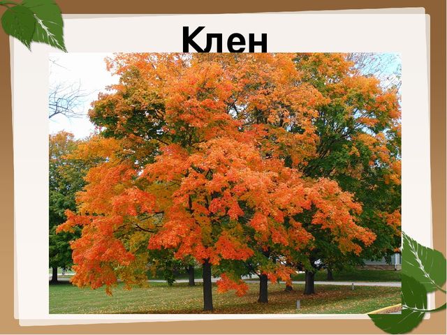 Презентация для старшей группы "Деревья"