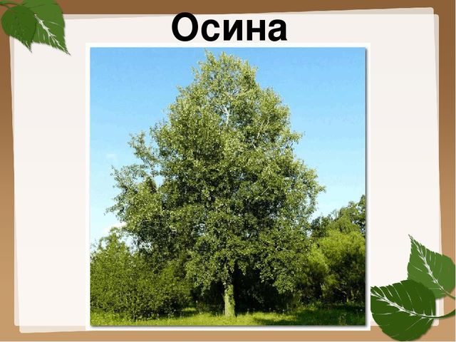 Презентация для старшей группы "Деревья"
