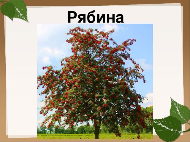 Презентация для старшей группы "Деревья"