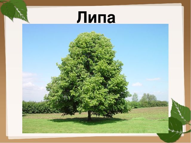 Презентация для старшей группы "Деревья"