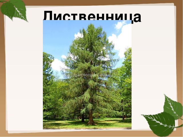 Презентация для старшей группы "Деревья"