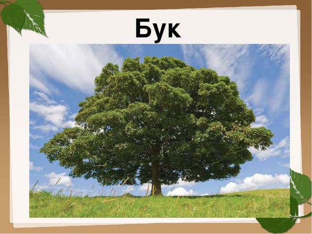 Презентация для старшей группы "Деревья"