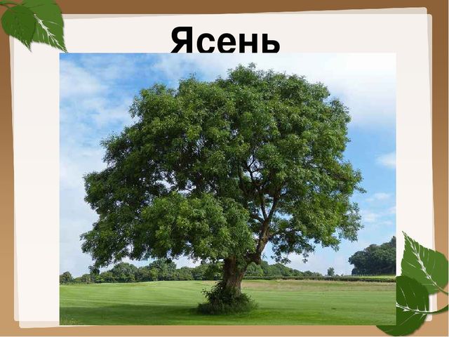 Презентация для старшей группы "Деревья"