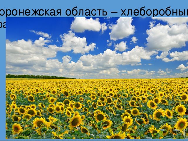 Мой любимый город - Воронеж.