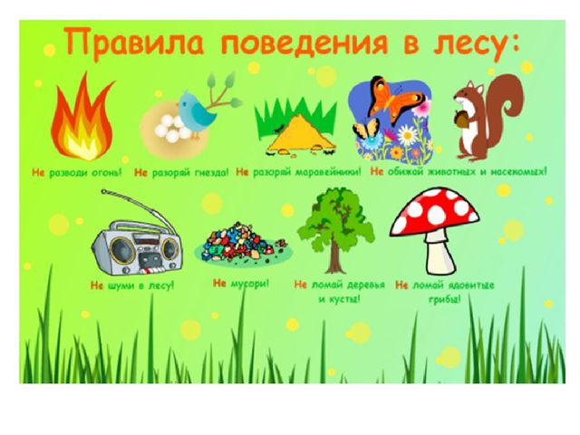 Презентация к НОД по познавательному развитию в старшей группе на тему: «Смешанный лес»