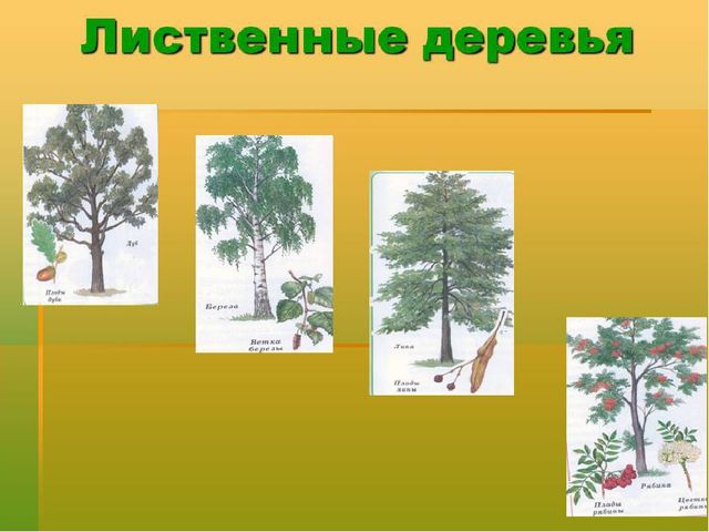 Презентация к НОД по познавательному развитию в старшей группе на тему: «Смешанный лес»