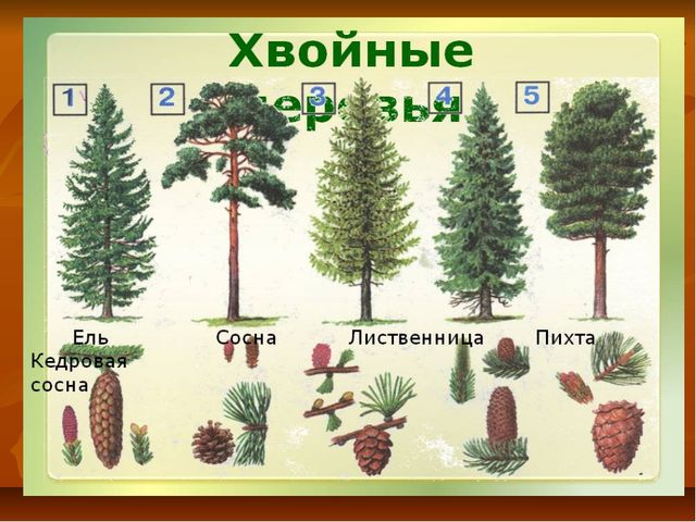 Презентация к НОД по познавательному развитию в старшей группе на тему: «Смешанный лес»