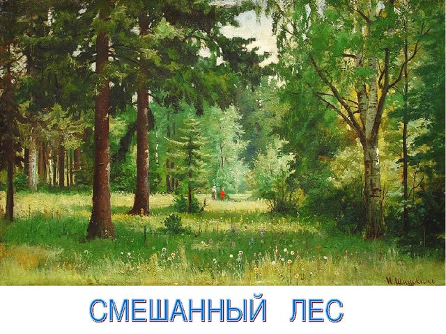 Презентация к НОД по познавательному развитию в старшей группе на тему: «Смешанный лес»