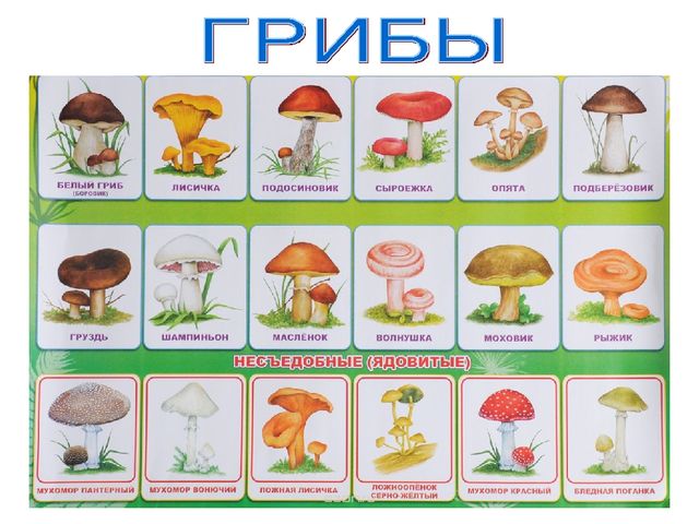 Презентация к НОД по познавательному развитию в старшей группе на тему: «Смешанный лес»
