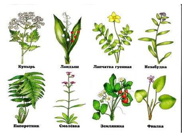 Презентация лесные цветы для дошкольников презентация