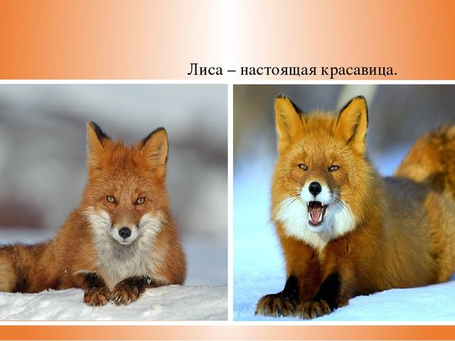 Презентация из цикла дикие животные