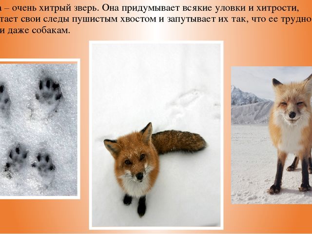Презентация из цикла дикие животные
