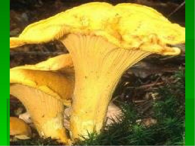 Презентация В лес за грибами