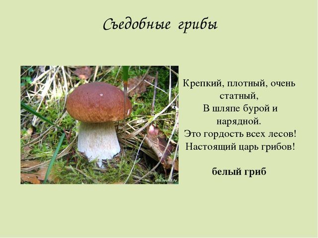 Презентация по окружающему миру. Загадки о грибах. Для детей старшего дошкольного возраста.