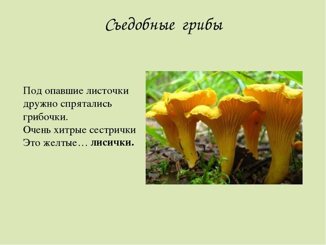 Презентация по окружающему миру. Загадки о грибах. Для детей старшего дошкольного возраста.