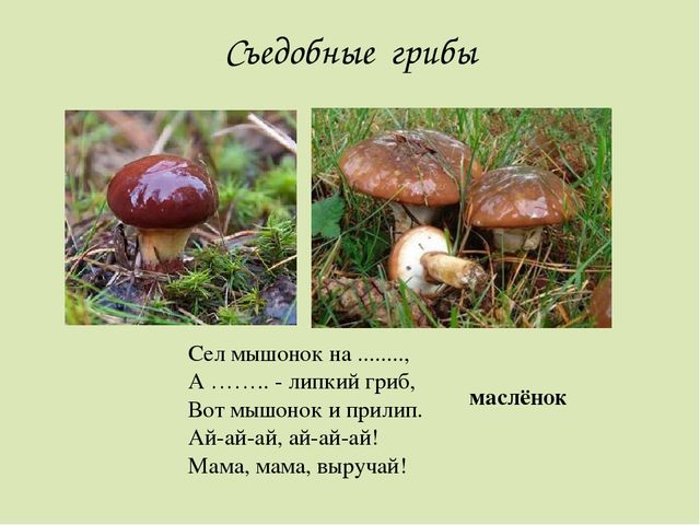 Презентация по окружающему миру. Загадки о грибах. Для детей старшего дошкольного возраста.