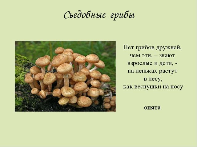 Презентация по окружающему миру. Загадки о грибах. Для детей старшего дошкольного возраста.